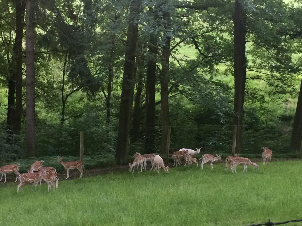 Ferienwohnung Guerth Kleinhennersdorf エクステリア 写真